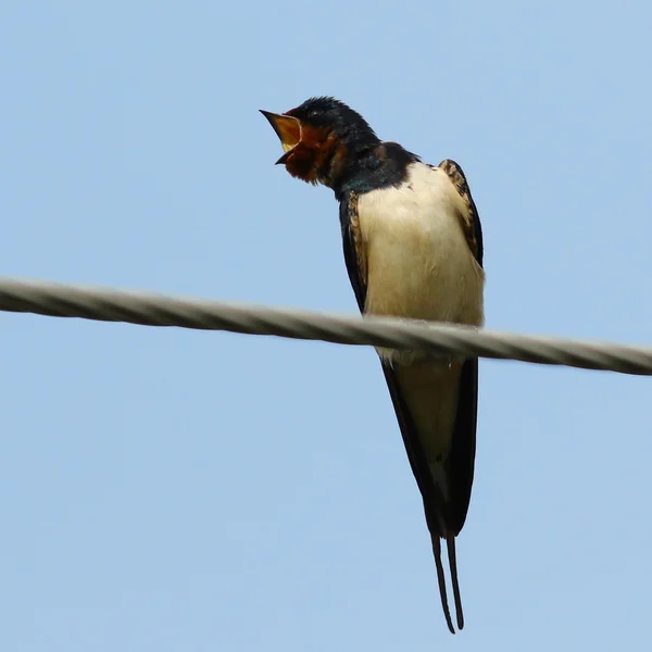 Celeiro engolir no fio, Hirundo rustica — Fotografia de Stock