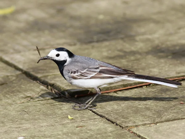 Wagtail blanco con captura, Motacilla alba — Foto de Stock