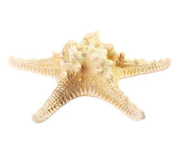 Starfish geïsoleerd op een witte achtergrond, sluit omhoog en uitknippad — Stockfoto