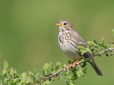 tarla kiraz kuşu, miliaria calandra