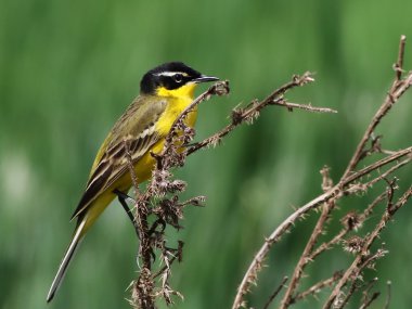 Sarı Wagtail, Motacilla flava feldegg 'superciaris'