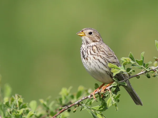 Corn Bunting, miliaria calandra — Stock Photo, Image