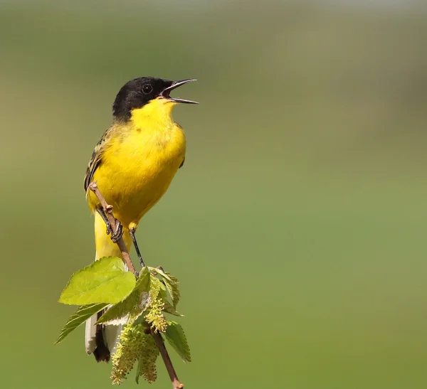 Yellow Wagtail, Motacilla flava feldegg — Stock Photo, Image