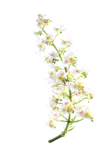 Rosskastanie (aesculus hippocastanum, Conkerbaum) Blüten und Blatt isoliert auf weißem Hintergrund, Schneideweg — Stockfoto