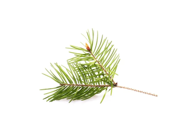 Pine branch isolated on white background — Stock Photo, Image