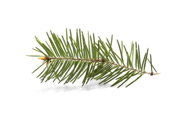 Pine branch isolated on white background — Stock Photo, Image