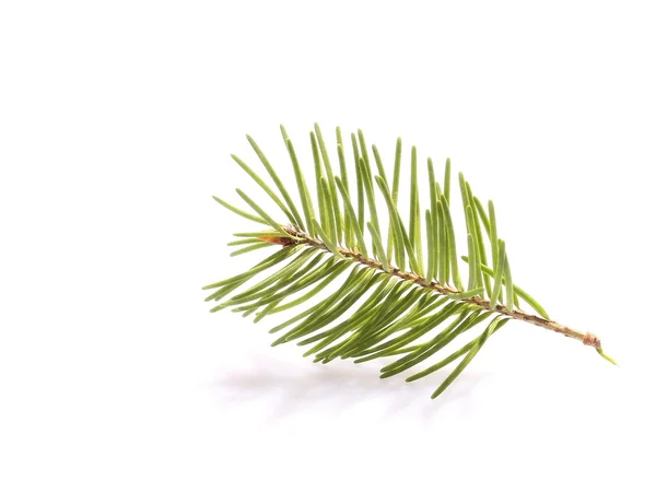 Pine branch isolated on white background — Stock Photo, Image