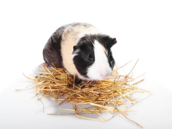 Meerschweinchen isoliert auf weißem Hintergrund — Stockfoto