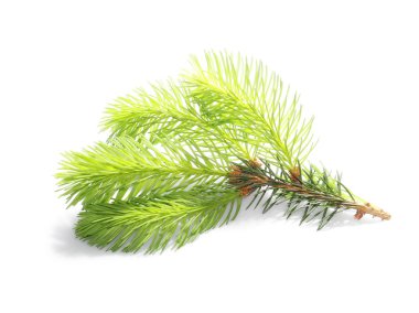 çam dalı beyaz arkaplanda izole edildi