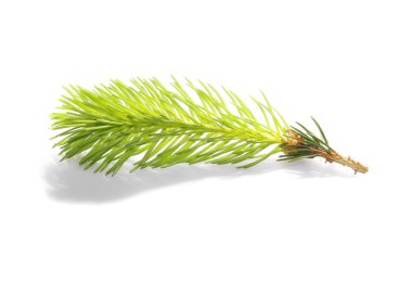 Firavun ağacı dalı beyazda yalıtılmış