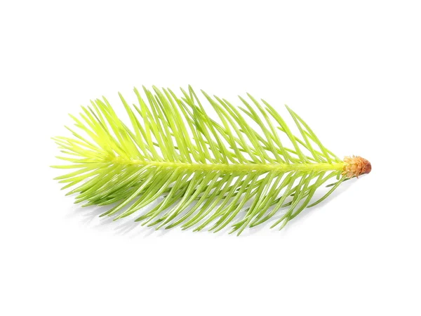 Pine branch isolated on white background — Stock Photo, Image