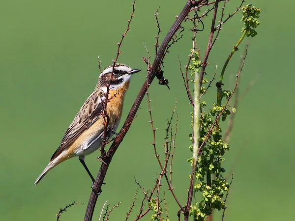 绿色不专心背景，黄连该共同 Stonechat — 图库照片