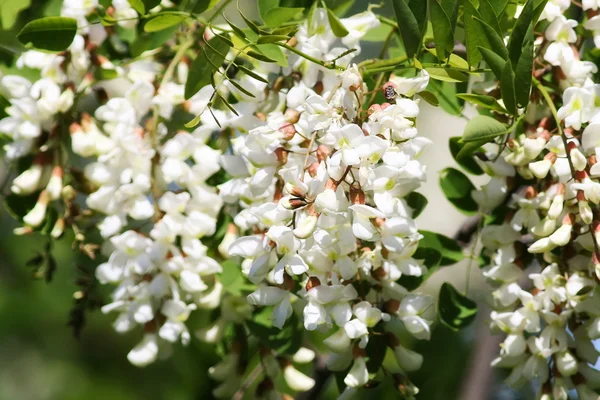 Locust önümüzdeki (beyaz akasya)