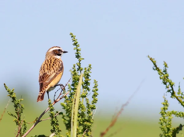 Gemensamma buskskvätta, saxicola torquata — Stockfoto