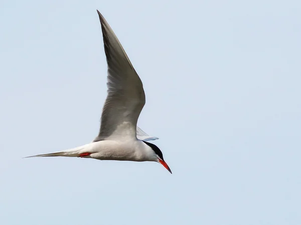 Common Tern in flight, Sterna hirundo — Stock Photo, Image