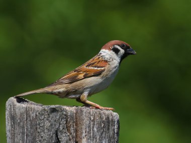ağaç serçesi, passer montanus
