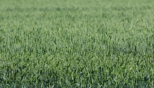 Paisaje rural, fondo de trigo verde — Foto de Stock