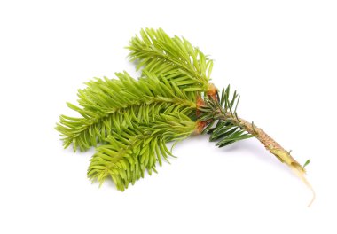 Firavun ağacı dalı beyazda yalıtılmış