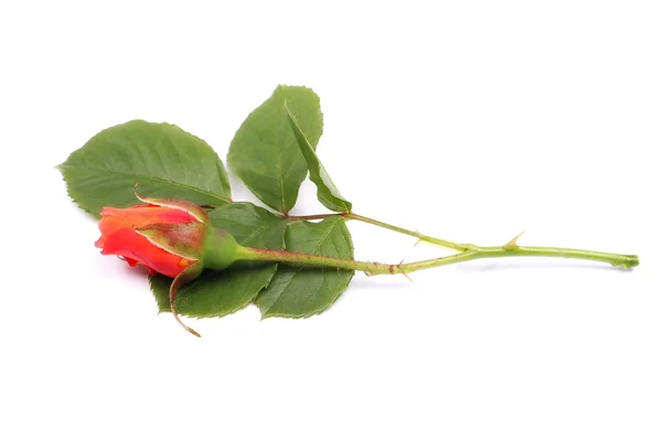 Rose bud isolated on white background — Stock Photo, Image