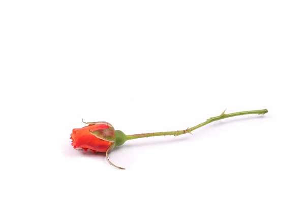 Róże czerwone bud na białym tle — Zdjęcie stockowe