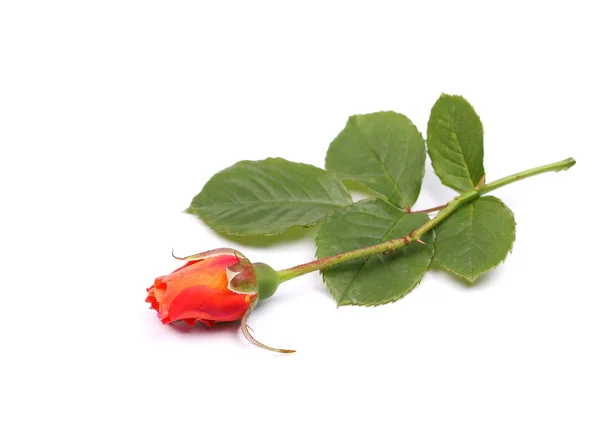 Трояндовий бутон ізольований на білому тлі — стокове фото
