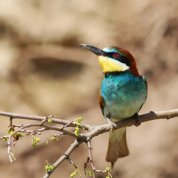 Ευρωπαϊκός μελισσοφάγος, Merops apiaster — Φωτογραφία Αρχείου