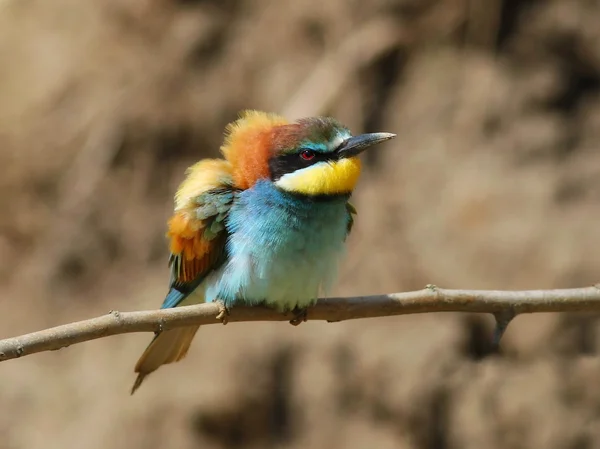 Avrupalı Arı yiyici, Merops apiaster — Stok fotoğraf