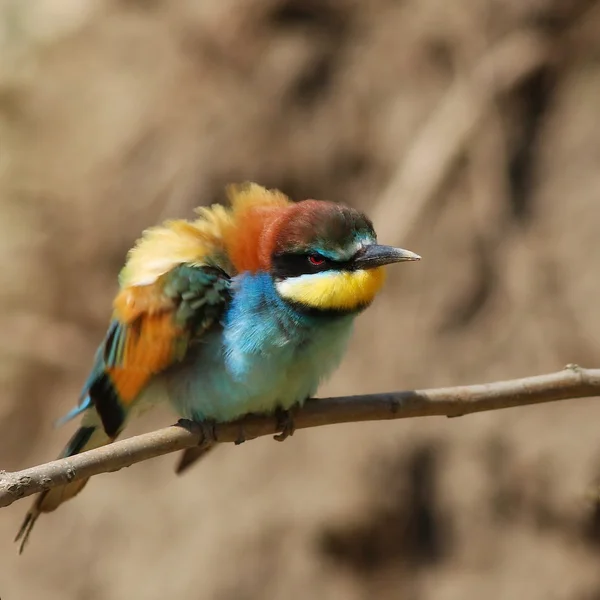 欧洲食蜂人，Merops apiaster — 图库照片