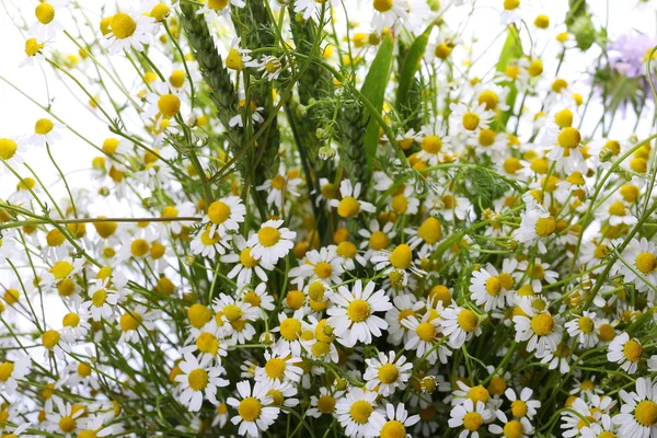 Hermosas flores silvestres brillantes manzanilla aislada en blanco — Foto de Stock