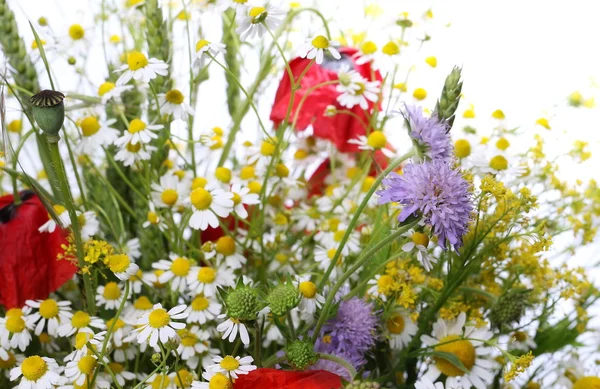 Wild verschillende bloemen geïsoleerd op een witte achtergrond, uitknippad — Stockfoto