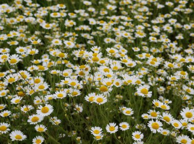 Papatya çiçek arka plan