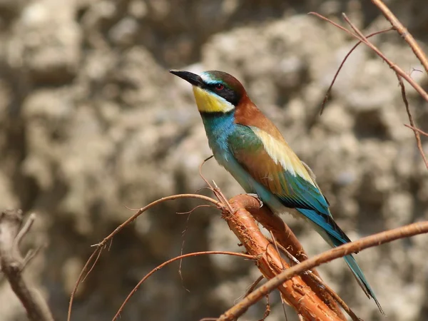 欧洲食蜂人，Merops apiaster — 图库照片