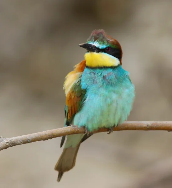 Comedor de abelhas europeu, Merops apiaster — Fotografia de Stock