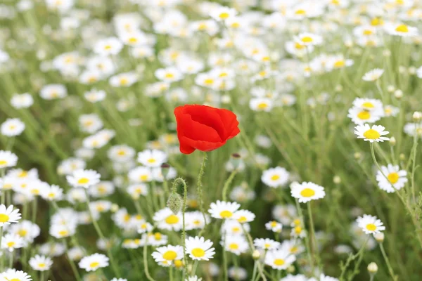 Sedmikráska květ a červeného máku pozadí — Stock fotografie