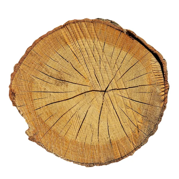 Seção transversal do tronco da árvore isolado no fundo branco — Fotografia de Stock