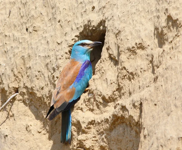 欧州のローラー、coracias garrulus — ストック写真