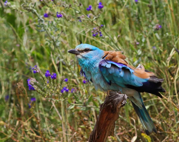 Rolo Europeu, Coracias garrulus — Fotografia de Stock