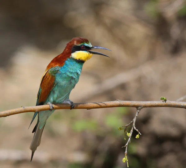 Európai Méhevő, Merops apiaster — Stock Fotó