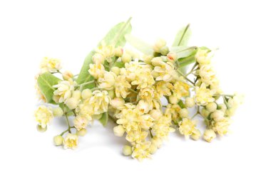 Beyaz arkaplanda bulunan ıhlamur çiçekleri