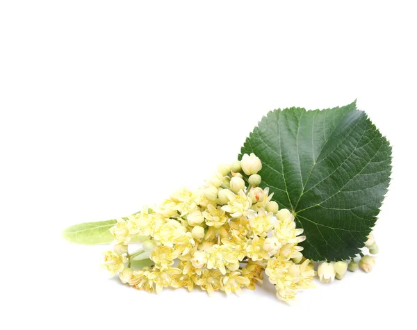 Linden bloemen geïsoleerd op witte achtergrond — Stockfoto