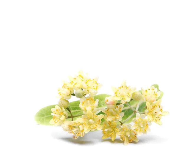 Linden bloemen geïsoleerd op witte achtergrond — Stockfoto
