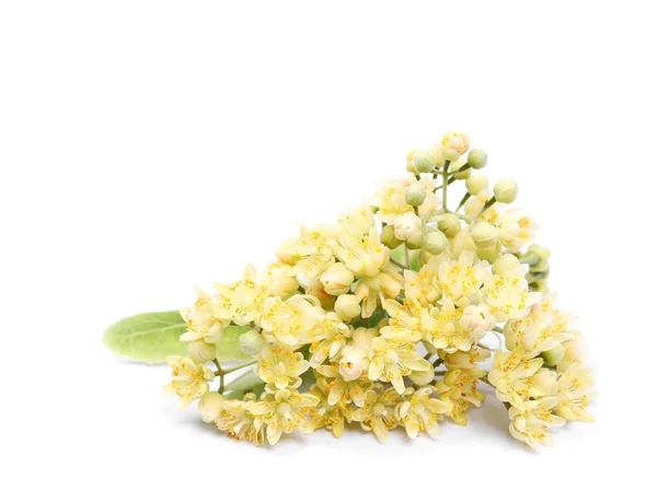 Linden bloemen geïsoleerd op witte achtergrond — Stockfoto