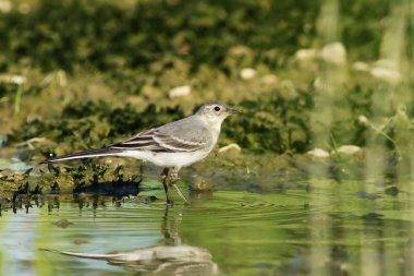 Genç Beyaz kuyruksallayan, motacilla alba