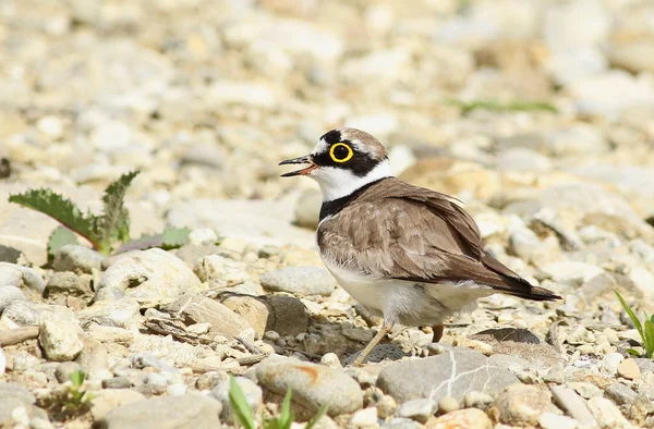 Little Ringed Plover and egg in nest , Charadrius dubius