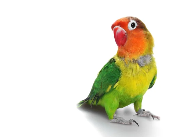 Lovebird isolated on white Agapornis fischeri,  Fischer's Lovebird — Stock Photo, Image