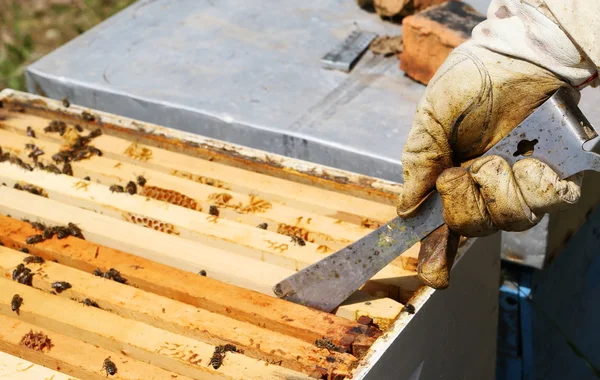 养蜂人正在蜜蜂与蜂箱养蜂场 — 图库照片