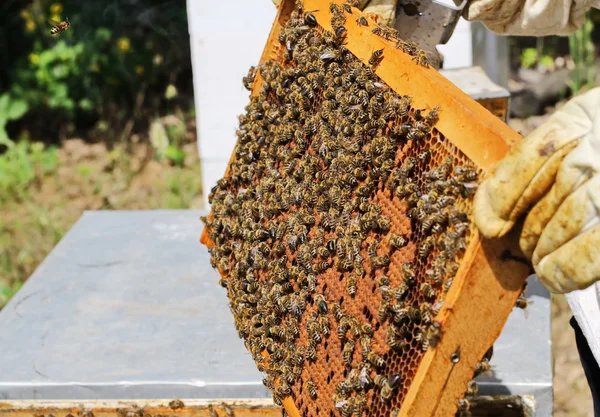 养蜂人正在蜜蜂与蜂箱养蜂场 — 图库照片