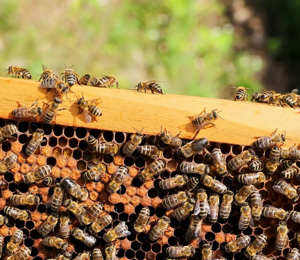 蜂蜜细胞上的工蜂近景 — 图库照片