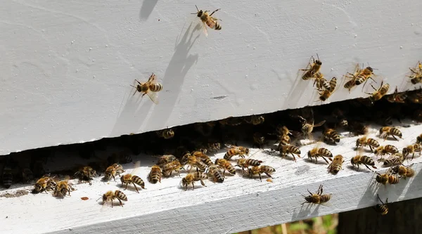 关闭了蜂蜜蜂巢 — 图库照片