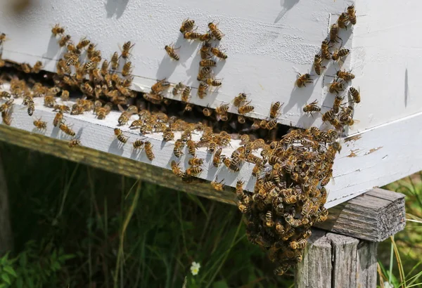 关闭了蜂蜜蜂巢 — 图库照片